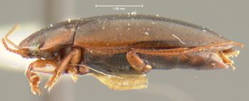 Media type: image;   Entomology 23927 Aspect: habitus lateral view